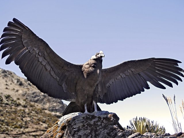 Andean Condor 06.jpg