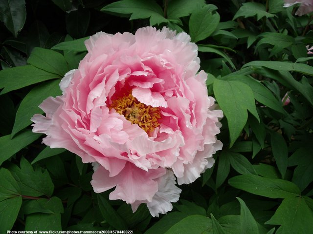 PinkPeony-001-100518.jpg