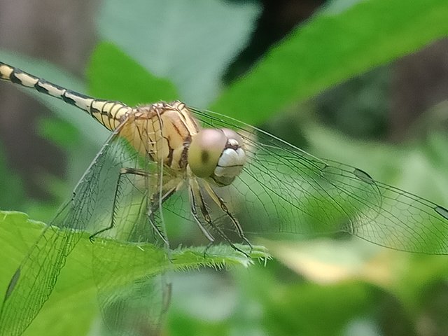 IMG20250715071844.jpg