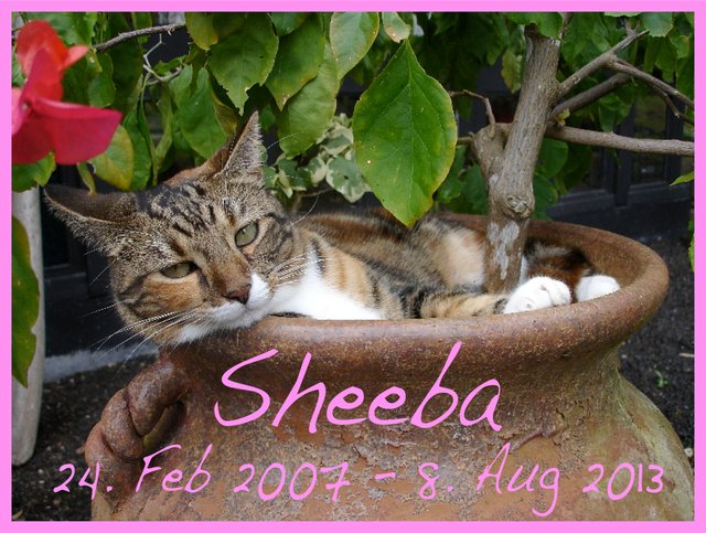 Sheeba 08-08-2013.jpeg