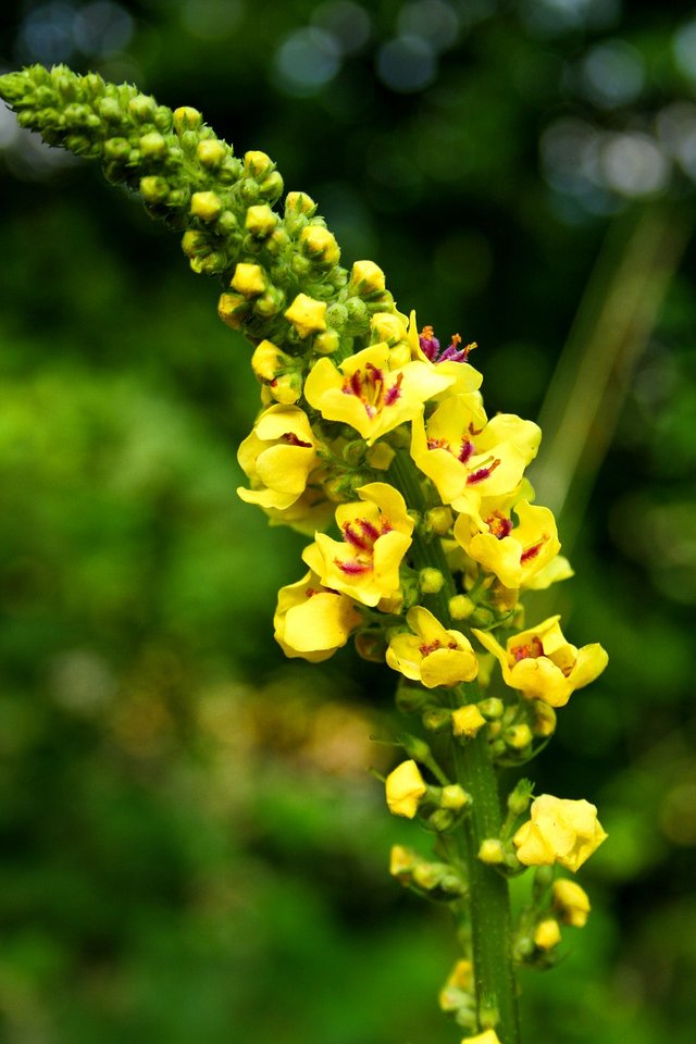 mullein-4046900_1280.jpg