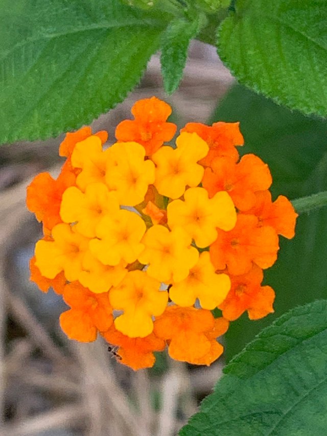 nature114.jpg