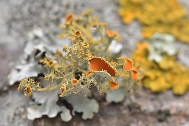 orange lichen tree 1.jpg