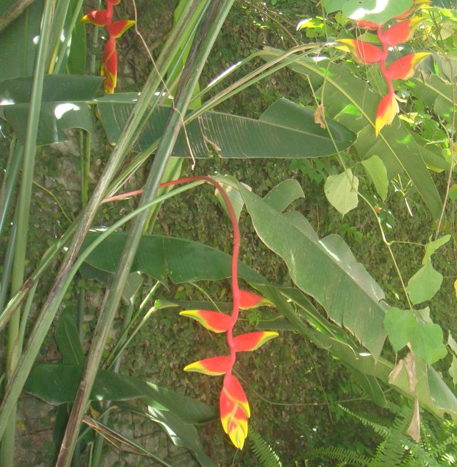 Heliconia1.JPG