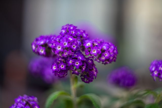 09-06-2018-purple-flowers-05957.jpg