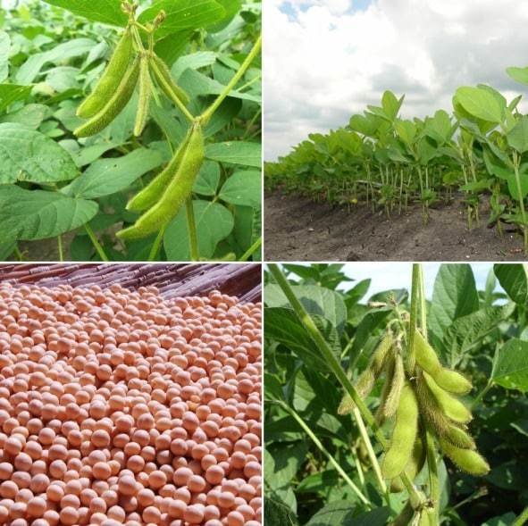 Soyabean-Cultivation-Project-Report..jpg