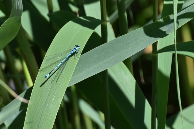 Variable damselfly blue 1.jpg