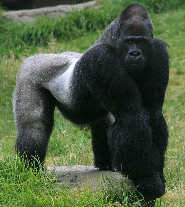 806px-Male_gorilla_in_SF_zoo.jpg