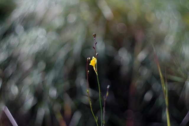 wildflower yellow helios bokeh.jpg