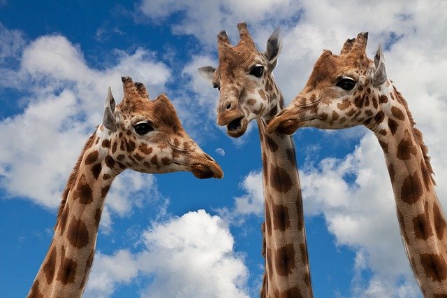 giraffes-627031_640.jpg