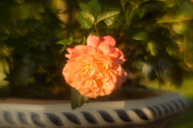 DSC00976.jpg