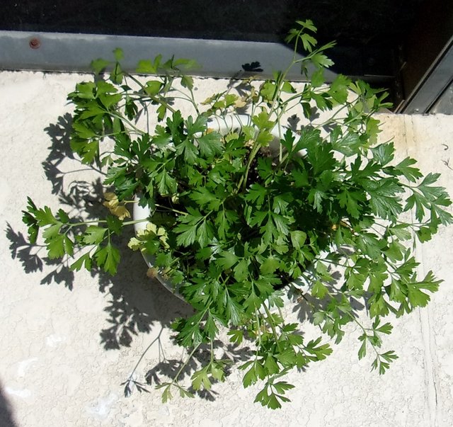 Parsley.jpg