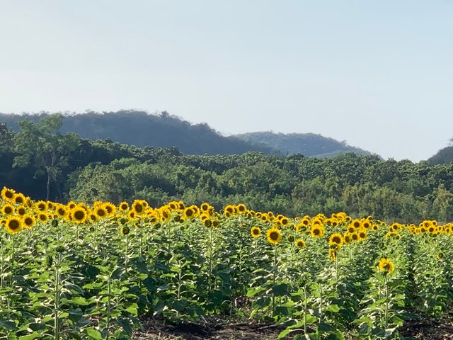 Sunflower fields11.jpg