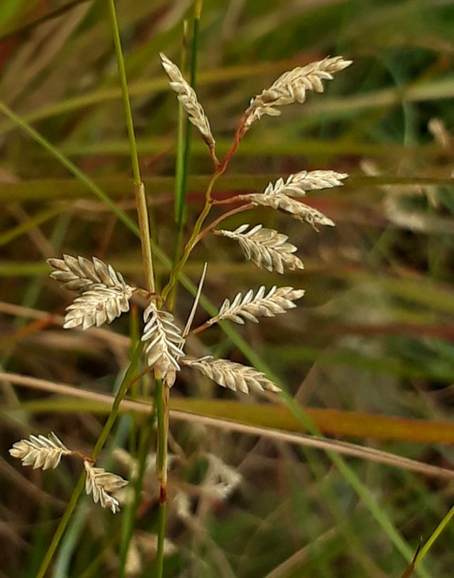 grass seeds.jpg