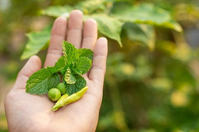 herbs-placed-hands_1150-12585.jpg