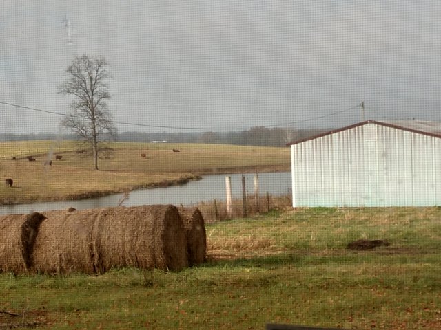 out connie's back window.jpg