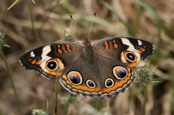 Junonia-Coenia-600x399.jpg