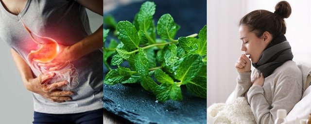 manfaat-daun-mint.jpg
