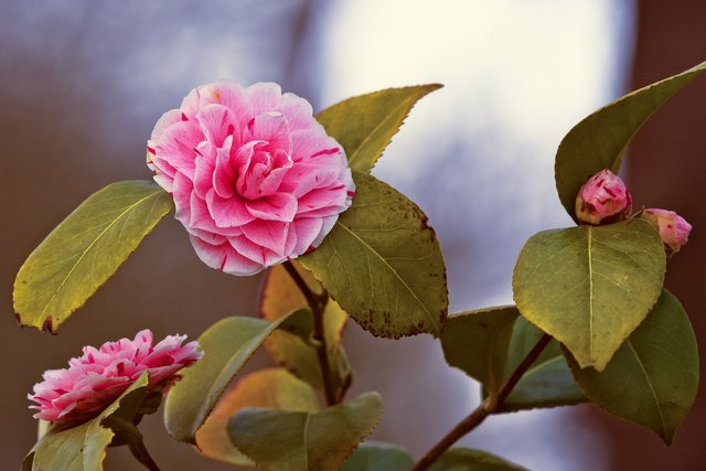 camellia-japonica-3391943_1920.jpg