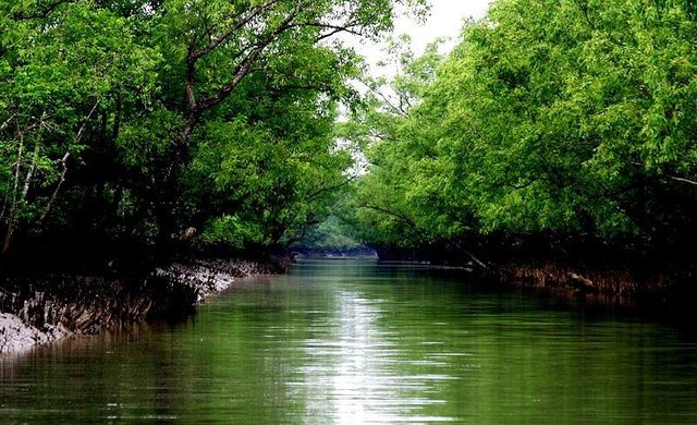 sundarban.jpg