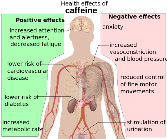 576px-Health_effects_of_caffeine.svg.png