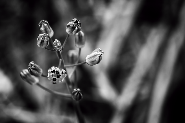 DSC_5125-ST.png