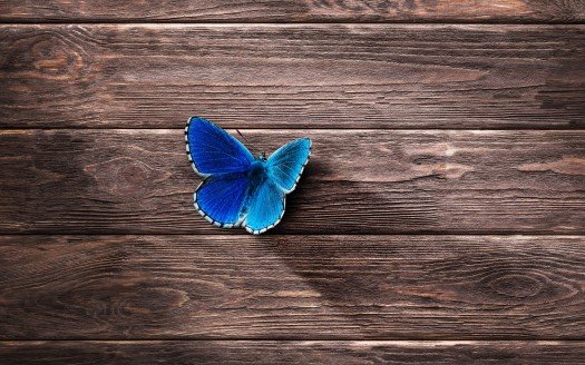 blue_butterfly-t2.jpg
