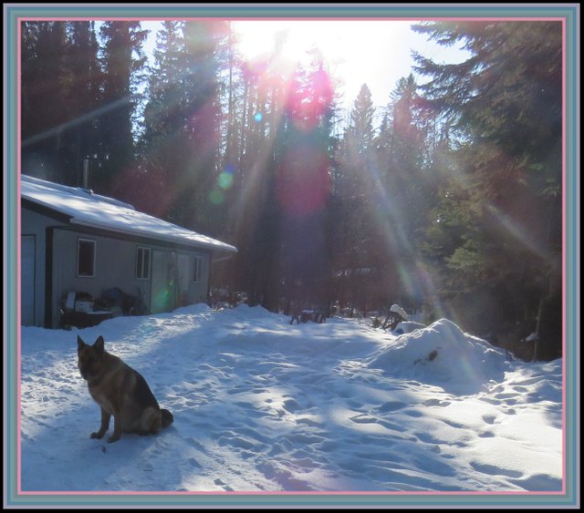 rainbow sun rays while Bruno sits in snow.JPG