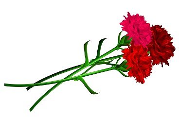 red-carnation-flower-isolated-on-white-background-vector.jpg