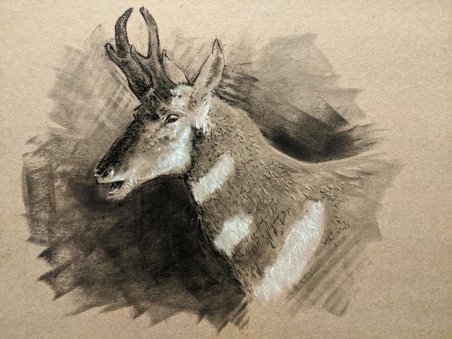 pronghorn antelope speed goat rockeman charchol drawing.jpg