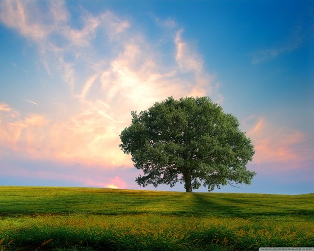 one_tree_hill-wallpaper-1280x1024.jpg