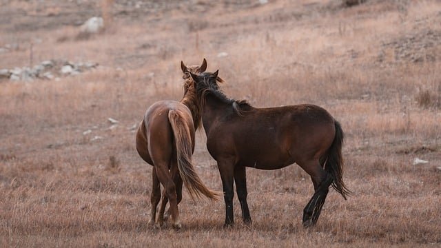 horses-9057949_640.jpg