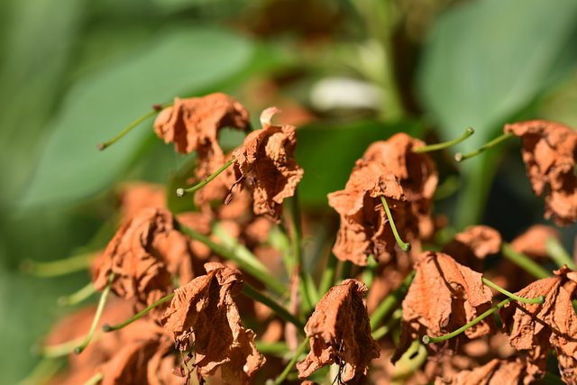 drystuff rhododendron flowers 3.jpg