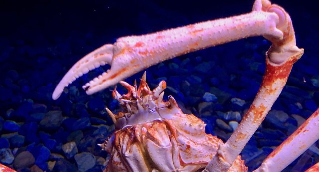 Giant_Spider_Crab_Macrocheira_kaempferi_Lisbon_Oceanarium_-_49706841273-1536x830.jpg