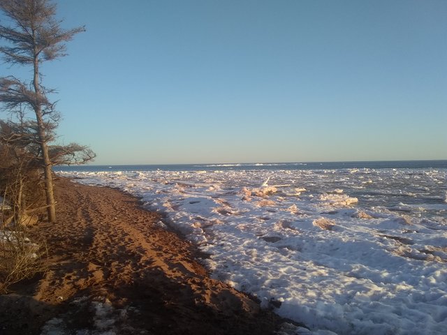 Cedar Dunes Park 8.jpg