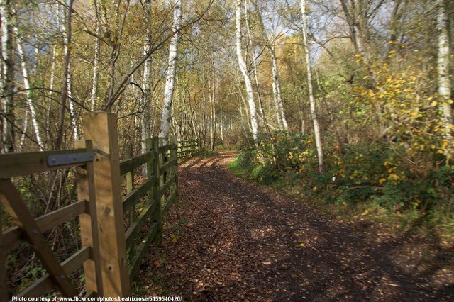 AutumnTrailThroughTreesByFence-102118.jpg