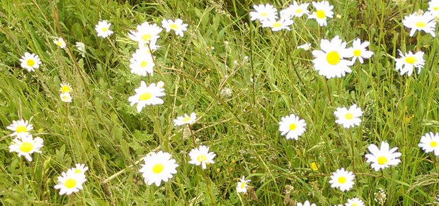 Flower Photography Daisy Initial Hill May 28 2017.jpg