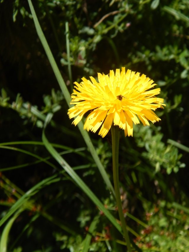 DSCN5481 Yellow Flower.jpg