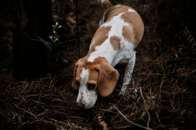 close-up-dog-foraging-forest.jpg