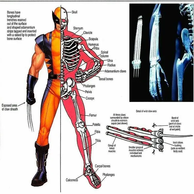James_Howlett_29_from_Official_Handbook_of_the_Marvel_Universe_A-Z_Vol_1_1_001.webp