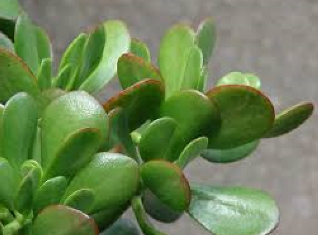 Zamioculcas.png