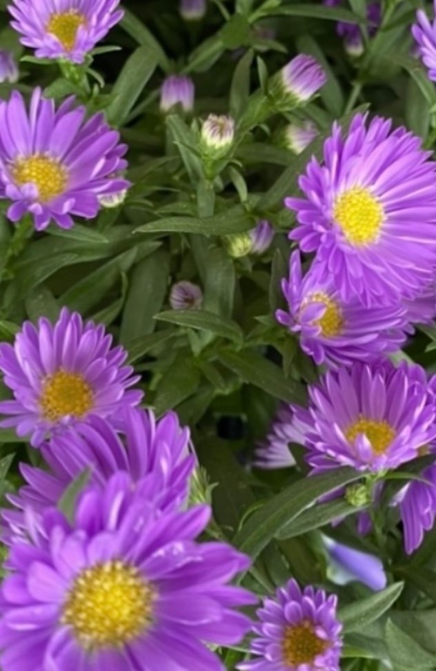 IMG_4521.jpeg