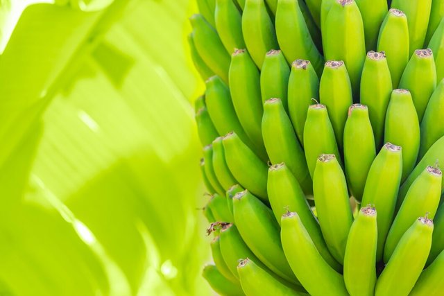 grenn-bananas-palm-cultivation-fruits-tenerife-island-plantation-young-unripe-banana-with-palm-leaves-shallow-depth-field-closeup_1217-1764.jpg