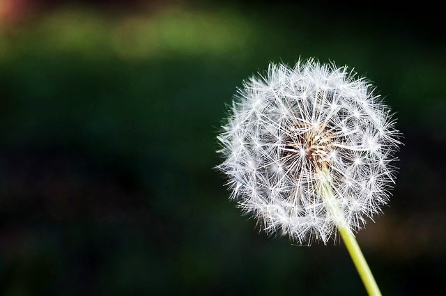 dandelion-167112_1280.jpg