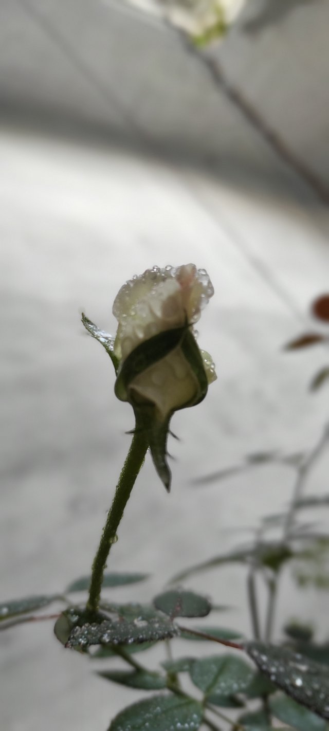 IMG_20210520_182841.jpg