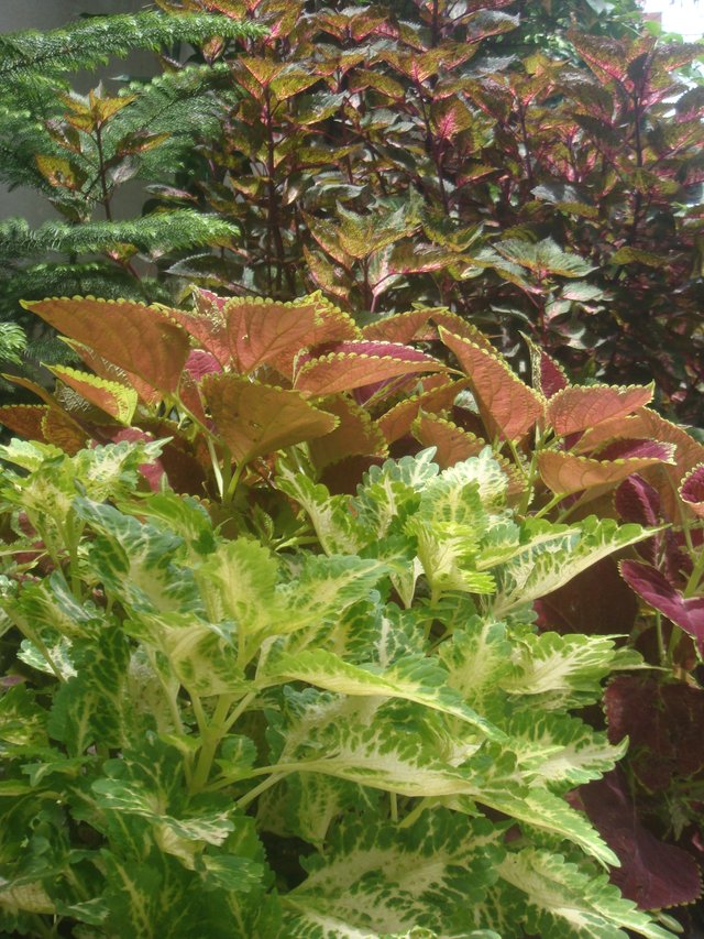 7Coleus.JPG