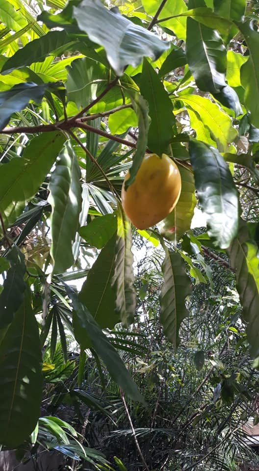 fruit brazilian starapple or abiu with feng.jpg