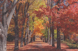 Path_with_fall_trees.png