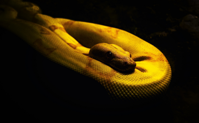 snake_952x592.png