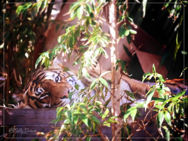 Sumatran Tiger 1.jpg